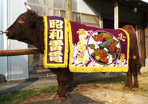 兵庫県-橋本様お写真