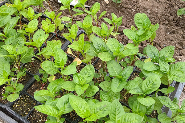 藍染の独特な匂いが防虫効果に？